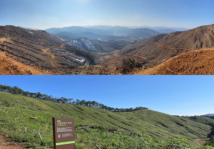 2019년 강릉 산불 피해지 복원 활동 전후 2019년 강릉 산불 피해지 복원 활동 전후
